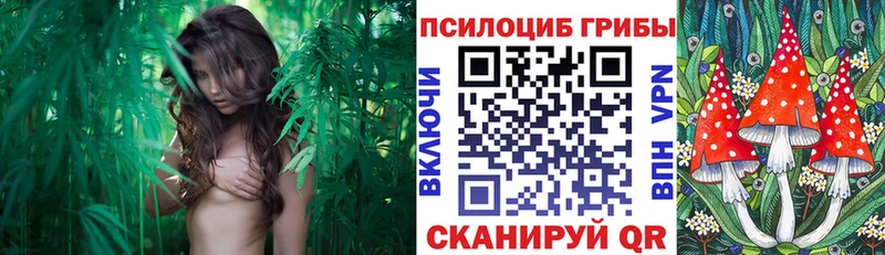 Псилоцибиновые грибы Psilocybe  купить наркотик  Болохово 